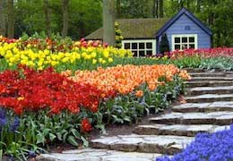 Keukenhof-2-flowers-pictures-flowers-wallpapers