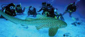 diving-phuket